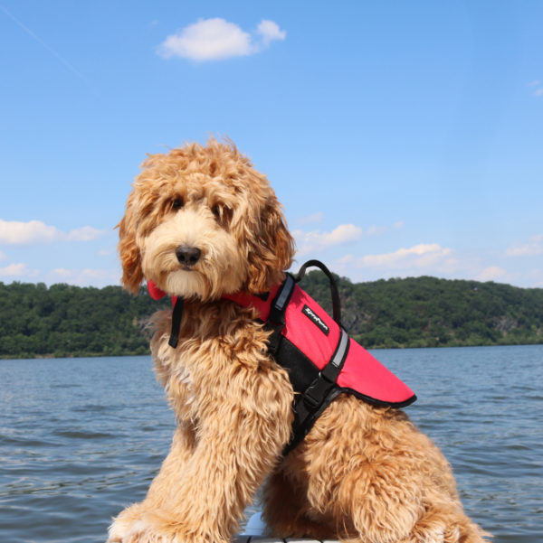 Adventure Life Jacket - Red Image Preview 3